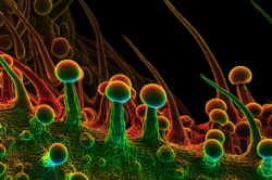 The THC-laden trichromes of an individual leaf.